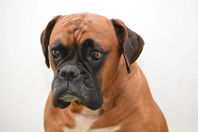 Carlo