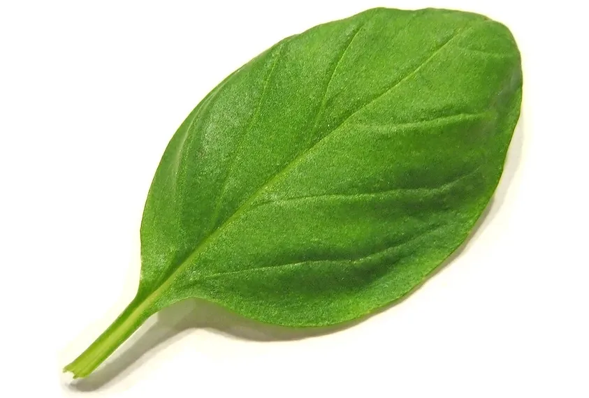 Alberti