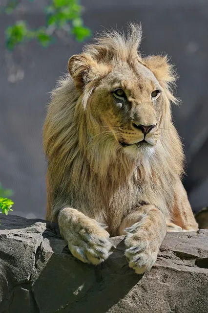 Giulio
