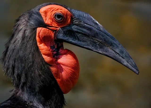 Mauro 