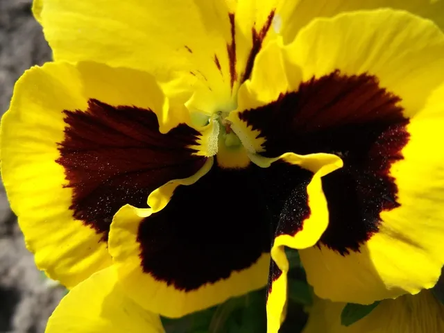 Viola 
